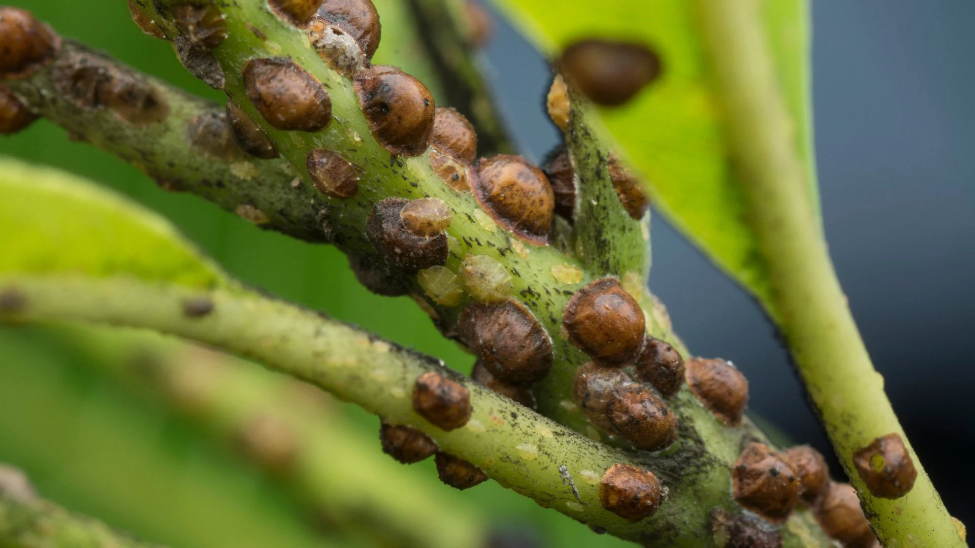 Scale Insects Commonly Infest Plants in Texas!