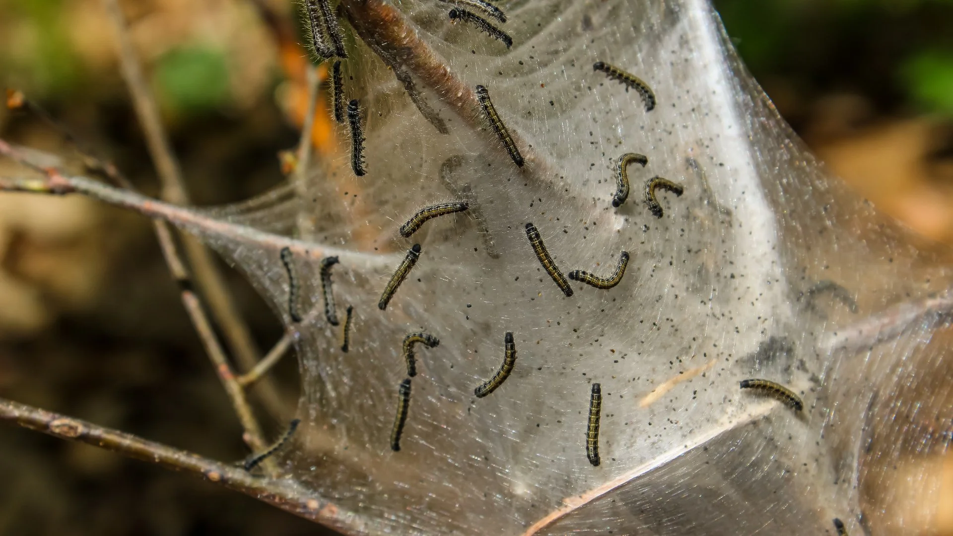 What Are Webworms & How Do You Deal With Them?