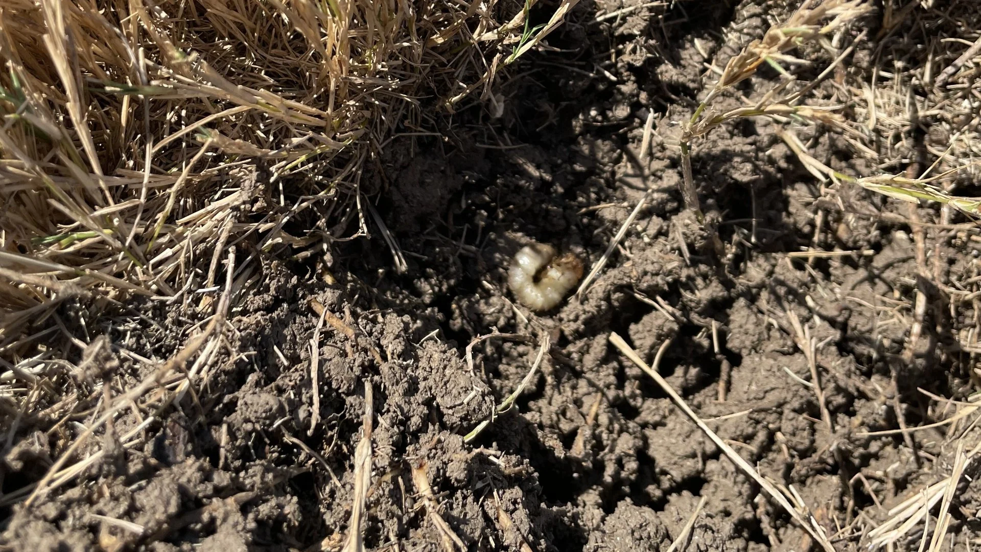Are Grubs Really Something a Homeowner Should Be Worried About?