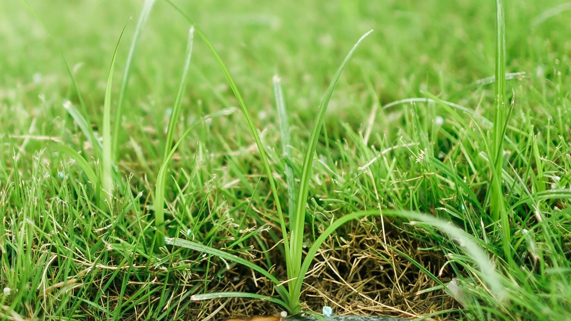 4 Lawn Diseases That Commonly Appear on Lawns in Texas