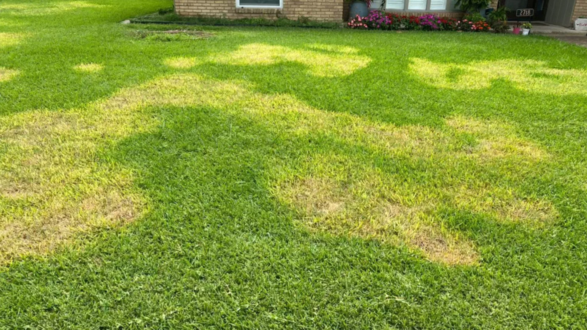 Take-All Root Rot Is a Lawn Disease You Shouldn't Underestimate!