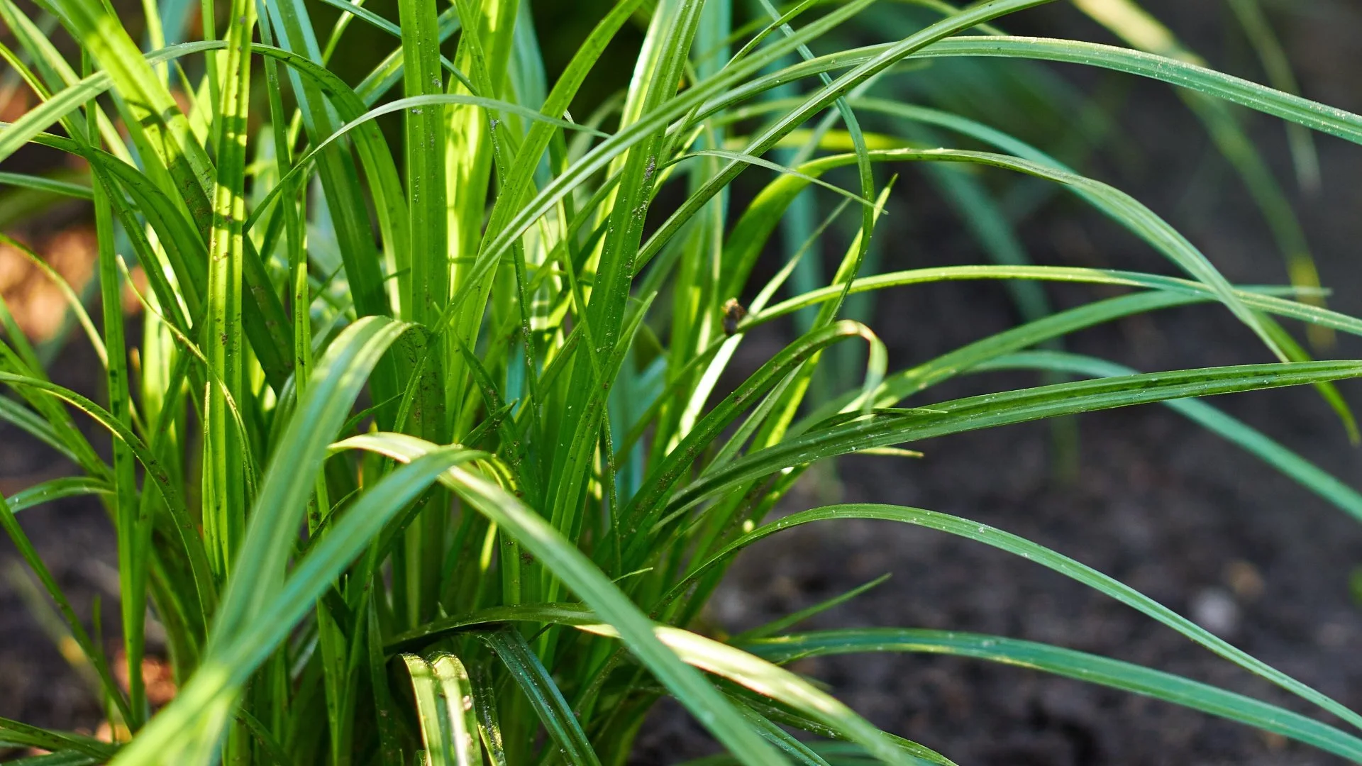 Identification of Fall Weeds: 3 Common Types in Texas