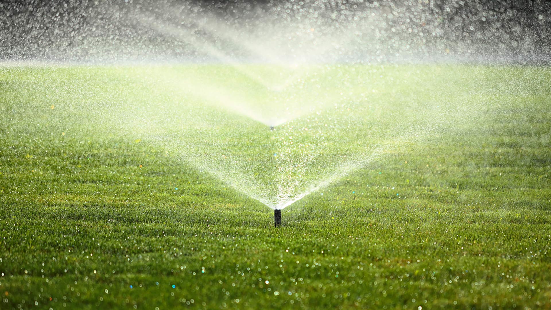 Water Restrictions and Summer Lawns