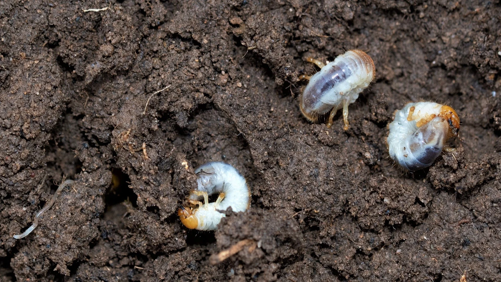 How to Help Your Grass Recover After a Grub Infestation