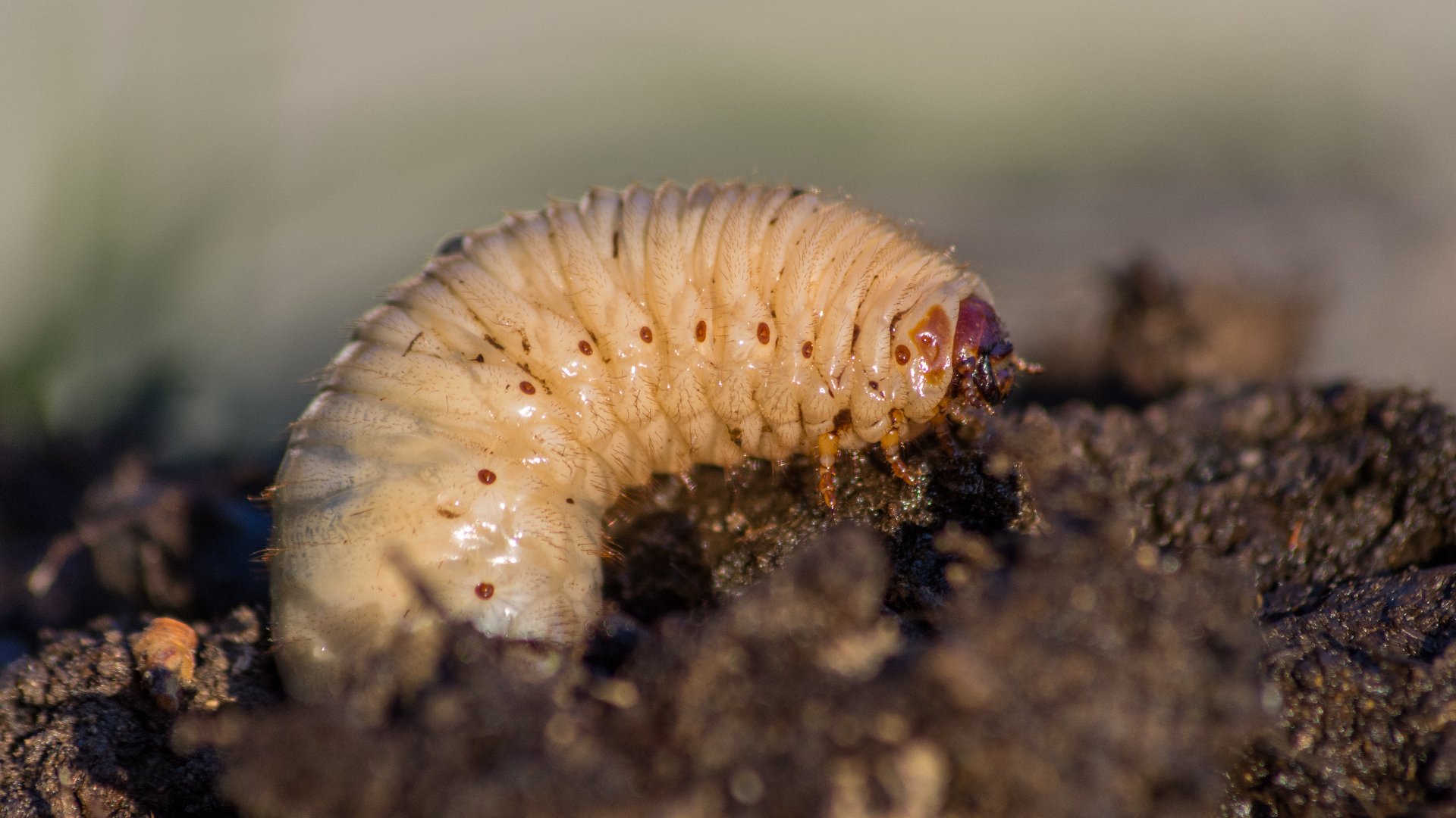 How Can You Stop Grubs From Damaging Your Lawn?