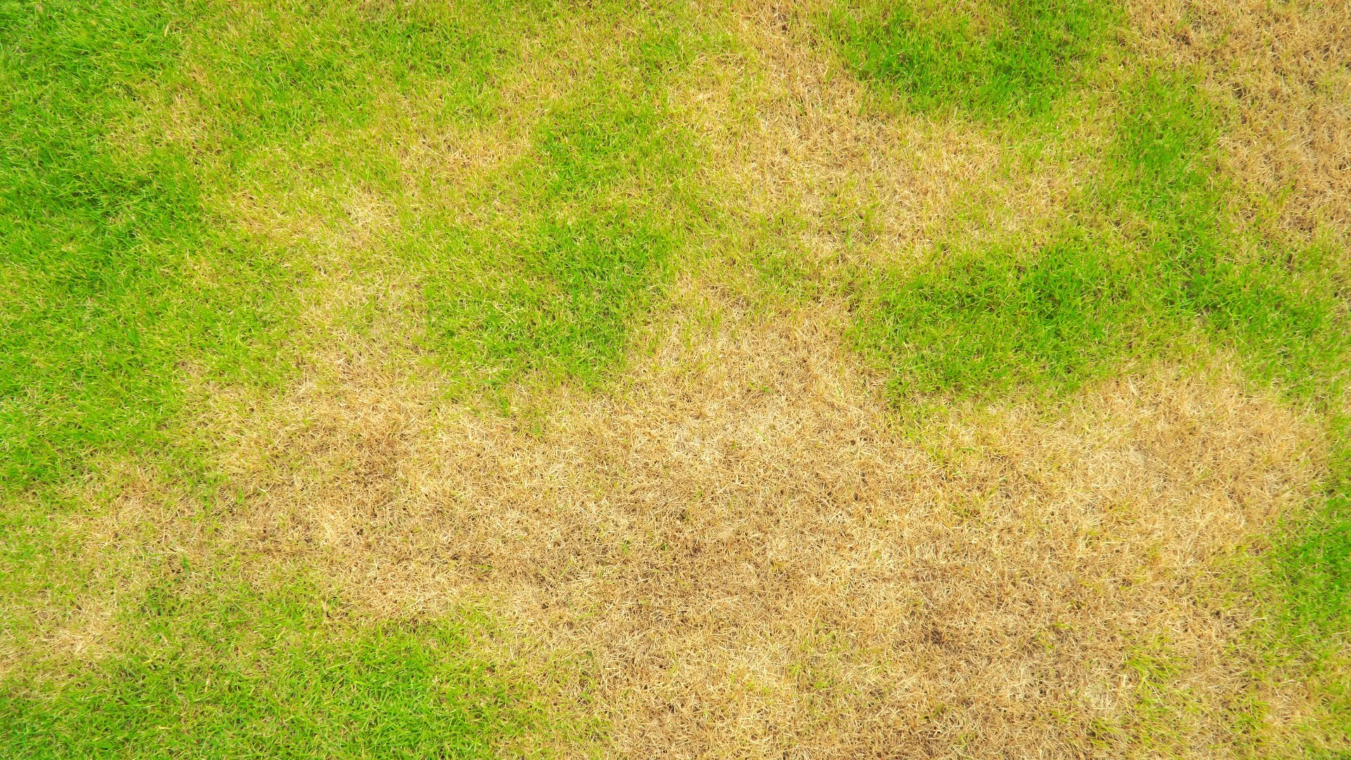 How Do I Know if My Lawn Is Infested With Bermudagrass Mites?