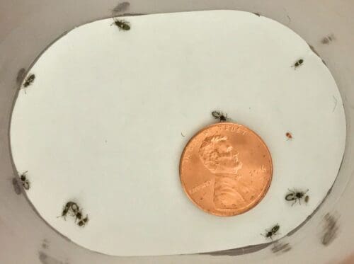 Photo of chinch bugs in North Texas next to a penny for size reference