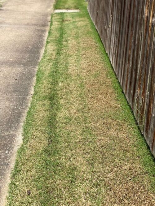 photo of a North Texas lawn cut too low between the street and a fence