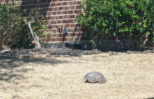 Armadillo rooting in a North Texas Lawn