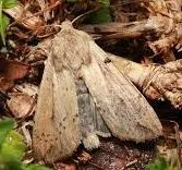 armyworm moth