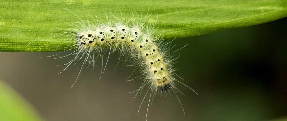 Adult hairy webworm on a tree leaf in Dallas, TX.