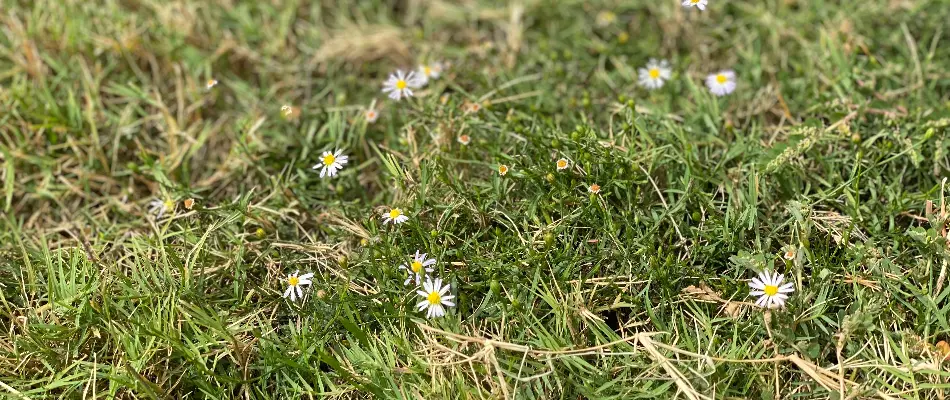 Aster weed with small flowers on a lawn in Dallas, TX.