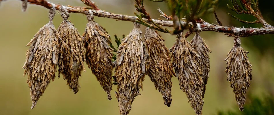 Bagworms hanging off a tree branch in Dallas, TX.