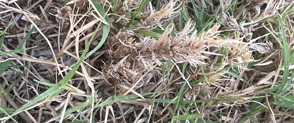 A lawn in Dallas, TX, with the appearance of a witch's broom from bermudagrass mites.