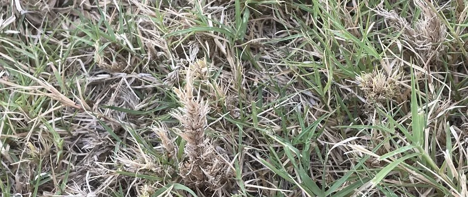 Bermudagrass mite damage on a lawn in Dallas, TX.