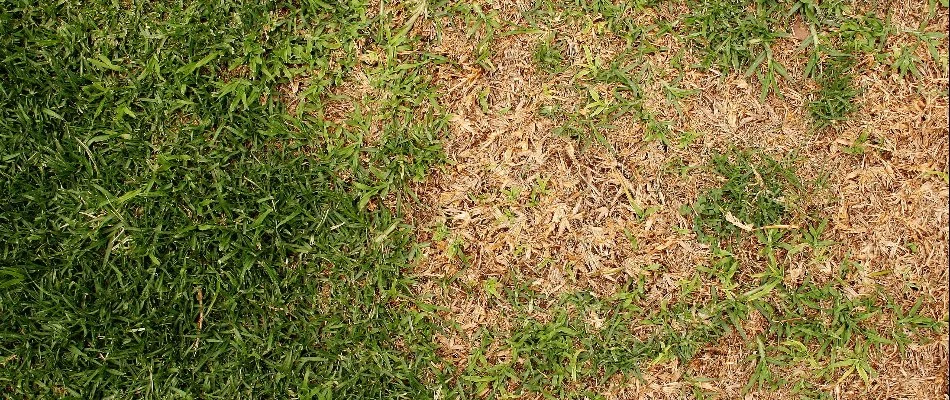 Brown patch found on lawn located in Dallas, TX.