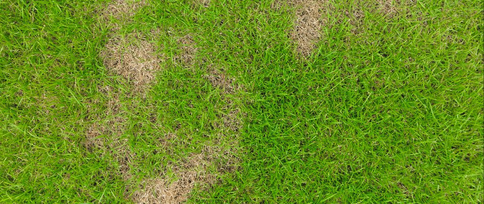 What Are the Signs of Grubs in Your Lawn? | Weedex Lawn Care