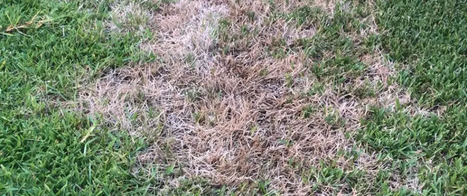 A large brown patch on a lawn in Dallas, TX, from a chinch bug infestation.