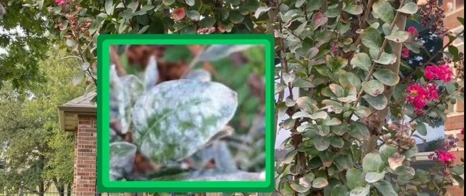 A tree in Dallas, TX, affected by a plant disease.