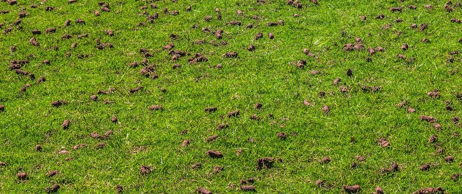 Cores of soil on a lawn in Dallas, TX, after core aeration.