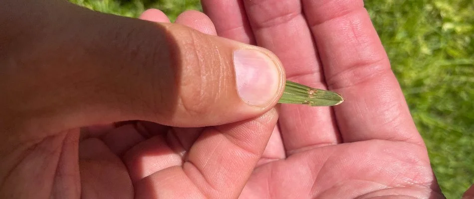 Close-up of grass blade with gray leaf spot at a residence in Dallas, TX.