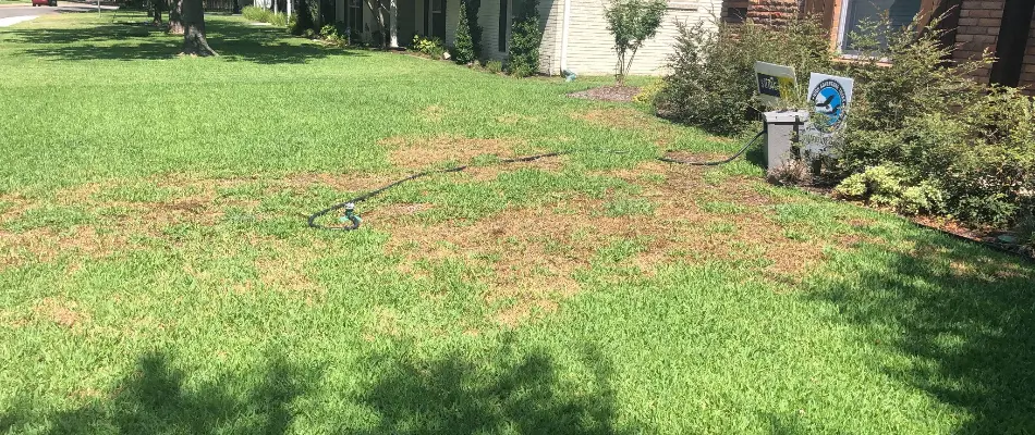 Gray leaf spot at a home in Dallas, TX.