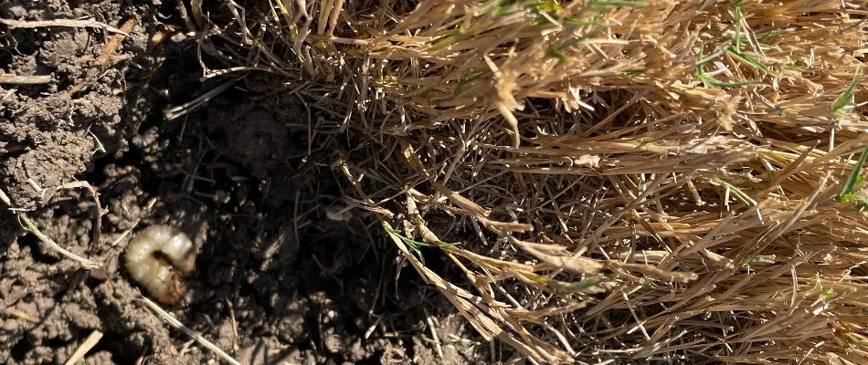 A grub on soil near dying grass on a lawn in Dallas, TX.