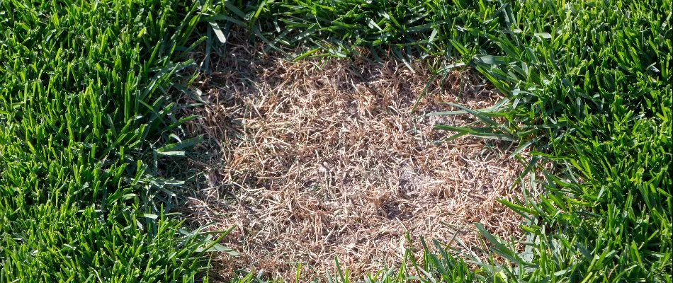 Lawn in Dallas, TX, with dollar spot.