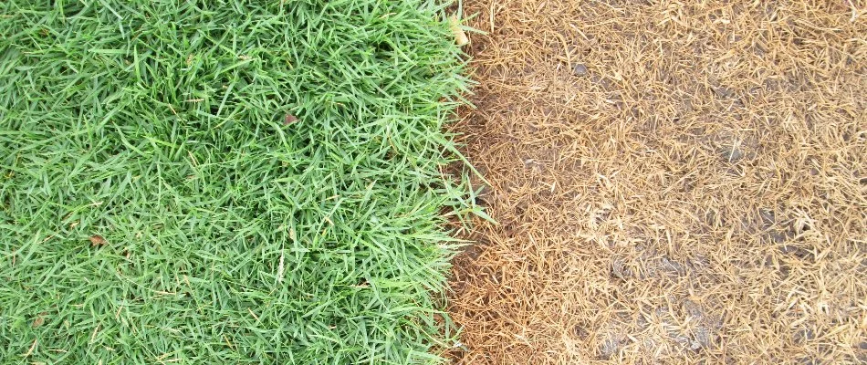 Lawn in Dallas, TX, affected by drought.