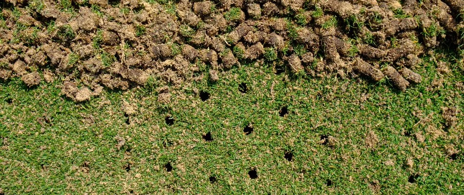 Lawn in Dallas, TX, with holes and soil plugs after core aeration.