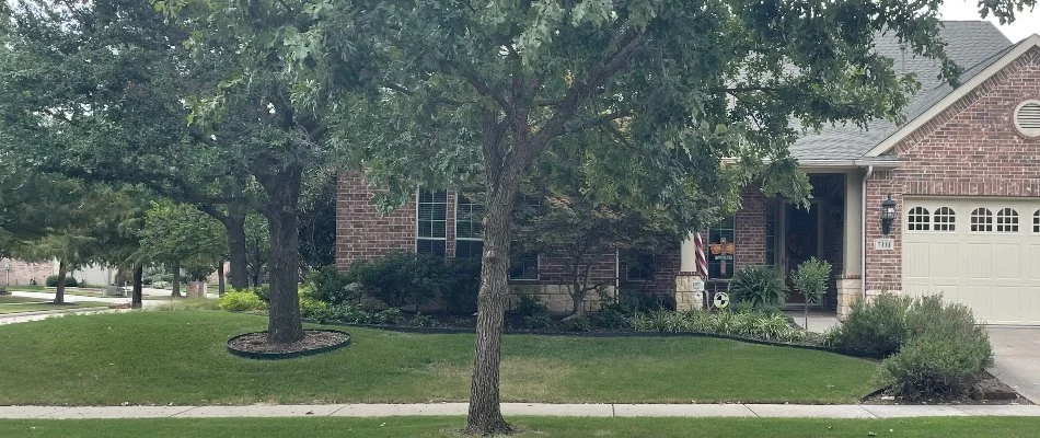 Lush green trees on a lawn in Dallas, TX, near a house.