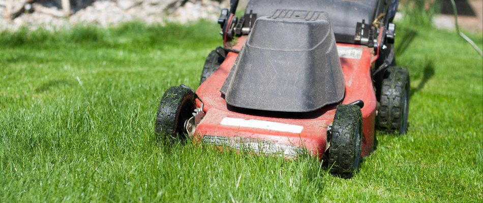 How Can You Stop Grubs From Damaging Your Lawn? | Weedex Lawn Care