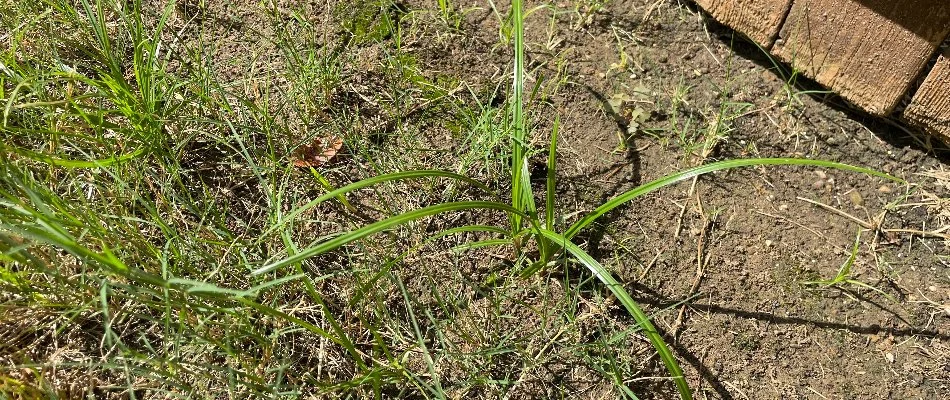 Nutsedge weed with narrow leaves on the ground in Dallas, TX.