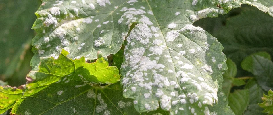 Powdery mildew on a tree leaf in Dallas, TX.