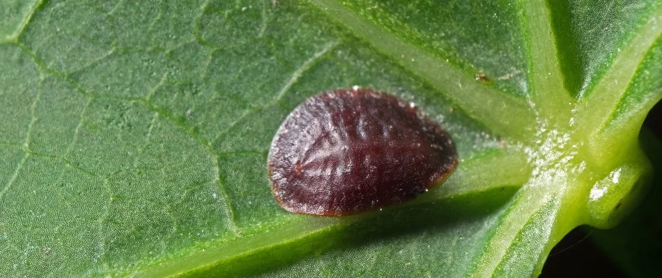 Scale bug under a leaf in Dallas, TX.