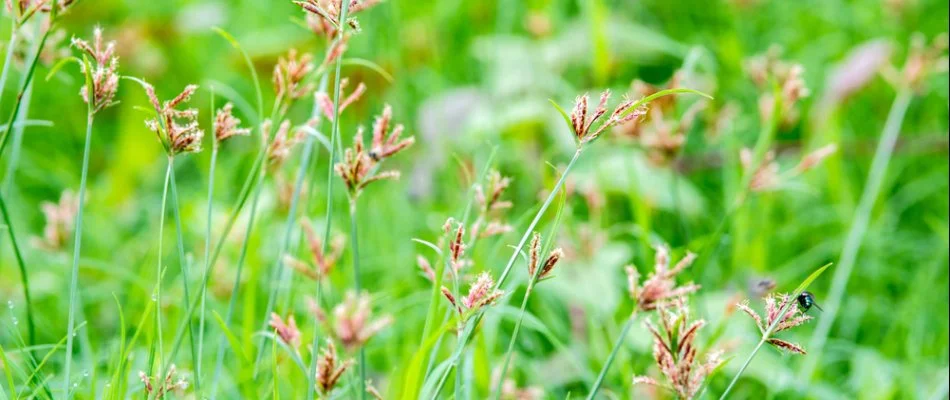 Several nutsedge weeds growing on a lawn in Dallas, TX.