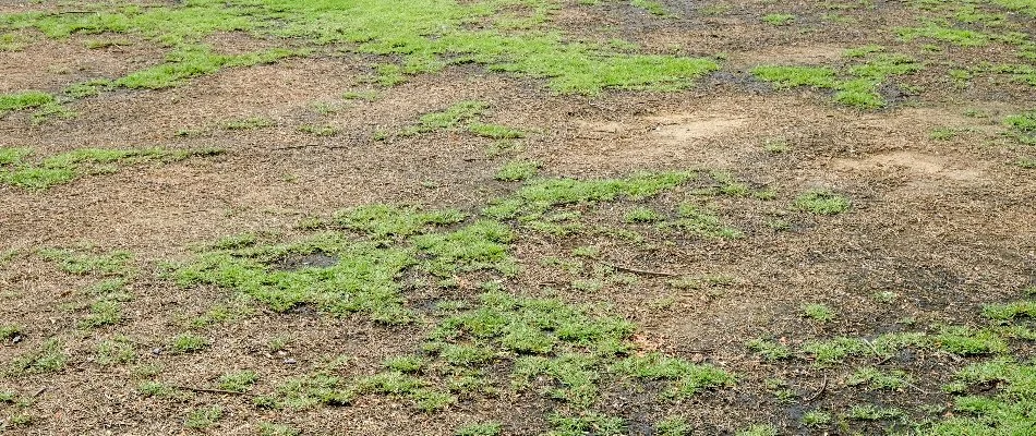 Severely damaged lawn in Dallas, TX, with dead areas.