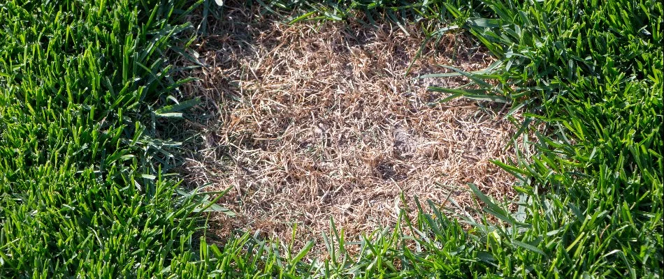 A circular patch of dead grass on a lawn in Dallas, TX, caused by dollar spot.