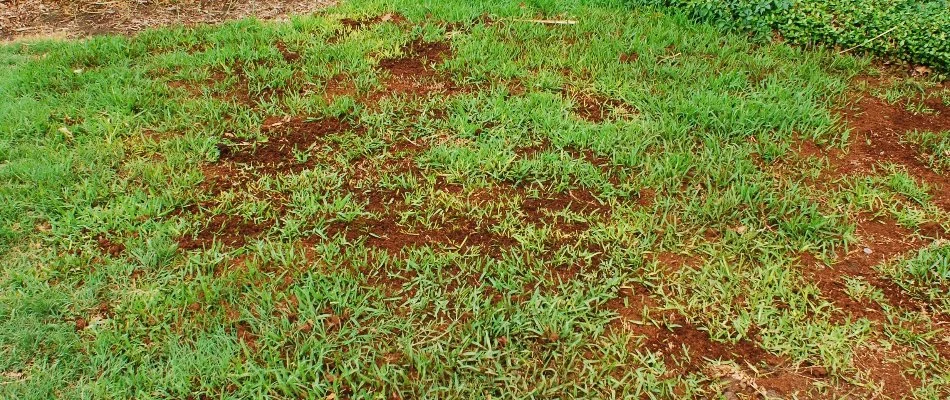 Take-all root rot on a lawn in Dallas, TX.