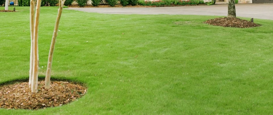 Thick green grass in Dallas, TX, with plants.