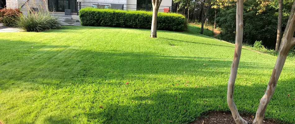 Trees and shrubs on a healthy lawn in Dallas, TX, after fertilization.