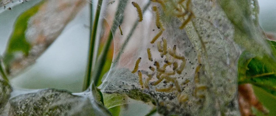 Web with webworms attached to a tree's branches and leaves in Dallas, TX.