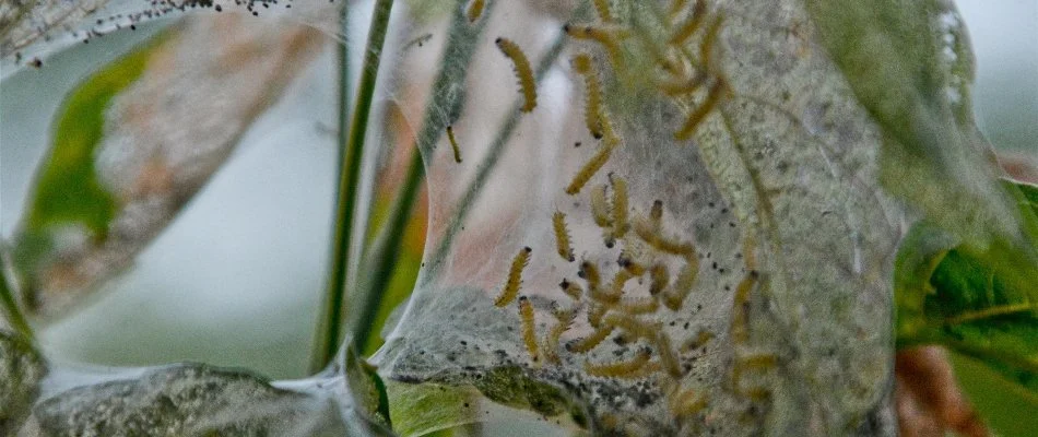 Webworms in Dallas, TX, inside a web across tree branches.