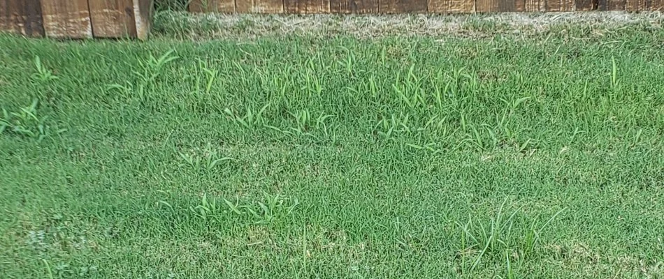 Widespread nutsedge infestation on a lawn in Dallas, TX.