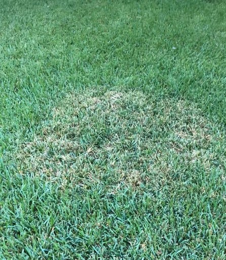 Brown patch fungus in north Texas lawn