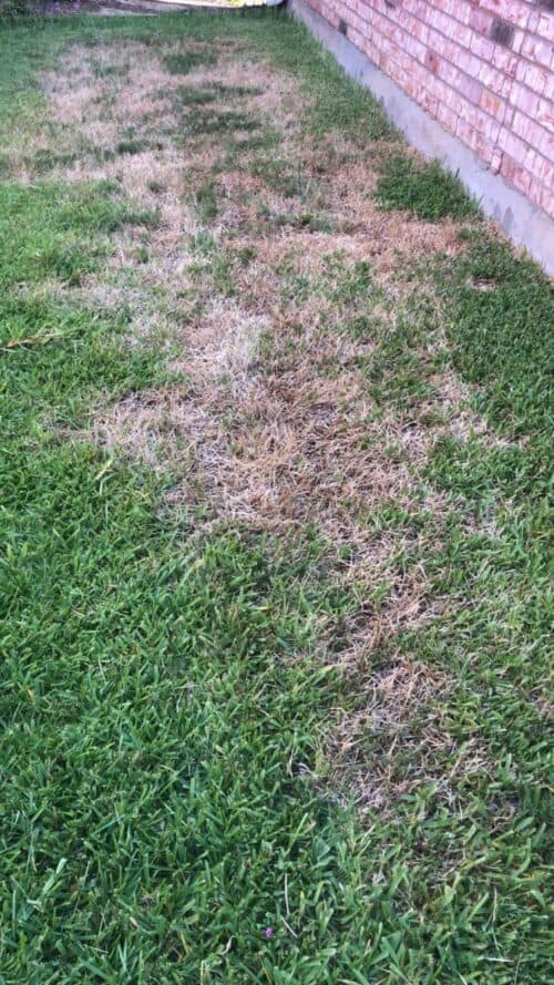 Chinch bug damage to lawn in North Texas