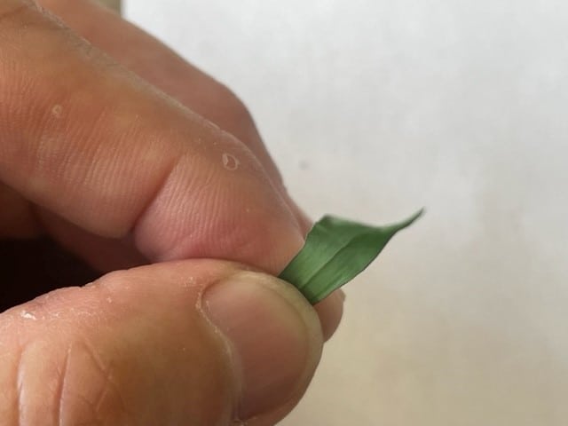 Crabgrass leaf cut and held by hand in Dallas, TX.