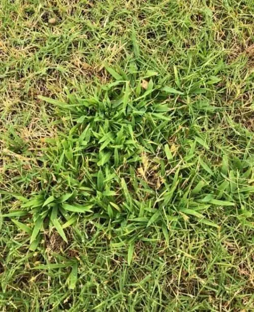 crabgrass in a North Texas lawn