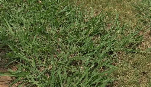 Crabgrass weed in North Texas Lawn
