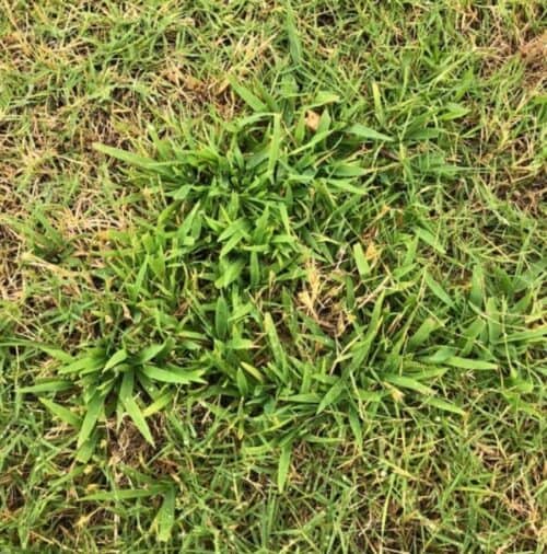 Weedex-Lawn-Care-best-residential-weed-control-service-Dallas-Texas
